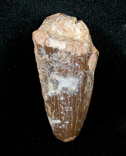 Bargain Spinosaurus Tooth - inches #4480